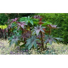 СЕМЕНА КЛЕЩЕВИНЫ  / RICINUS COMMUNIS - 10 СЕМЯН